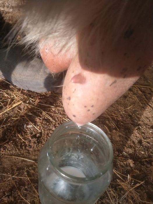 Орыс ешки заенски ешки