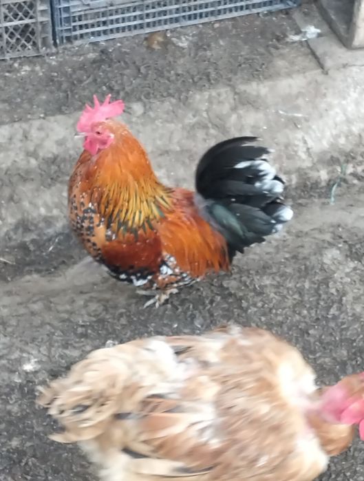 Vând cocoși pitici