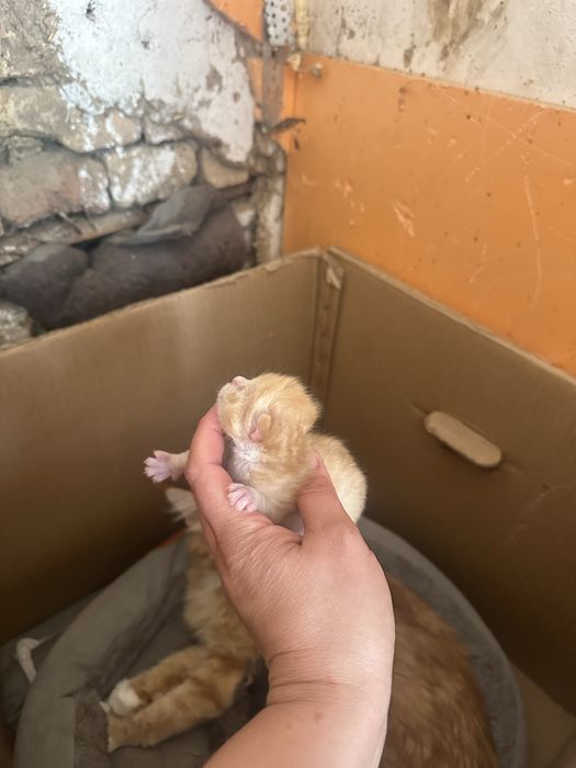 Котята мейн кун, все мальчики