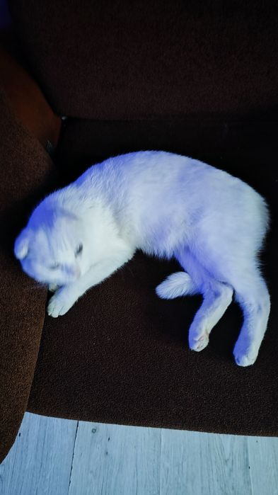 Белая веслаухая кошка