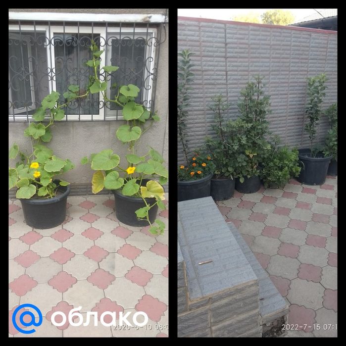 Вёдра для саженцев