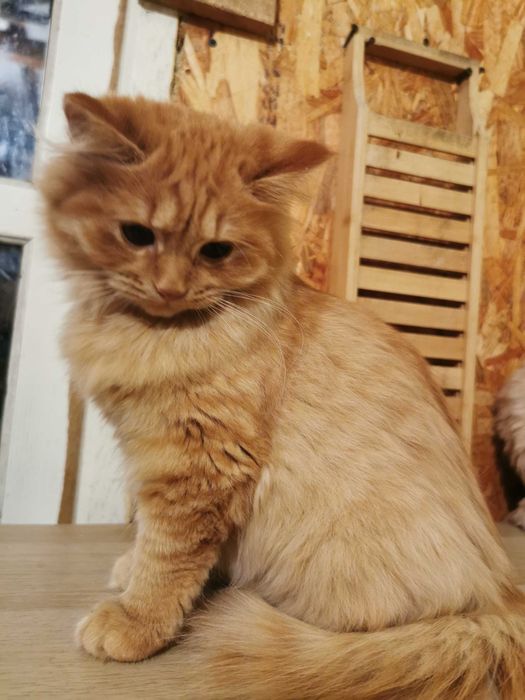 Vand pisicuta portocalie persana / Garfield