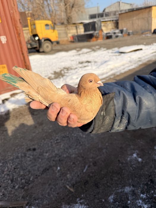 Голуби красные с игрой и летом.