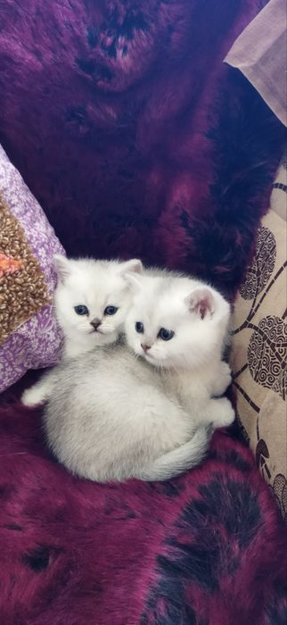 Шотландские котята