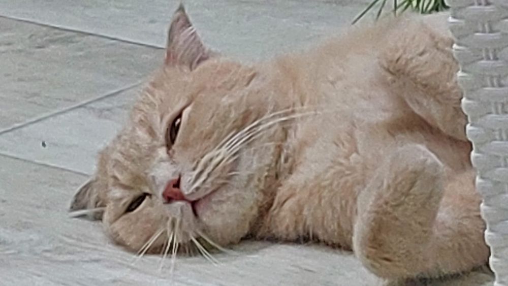 Отдам бесплатно кота