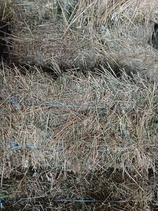 Baloti fan/ovaz cosit