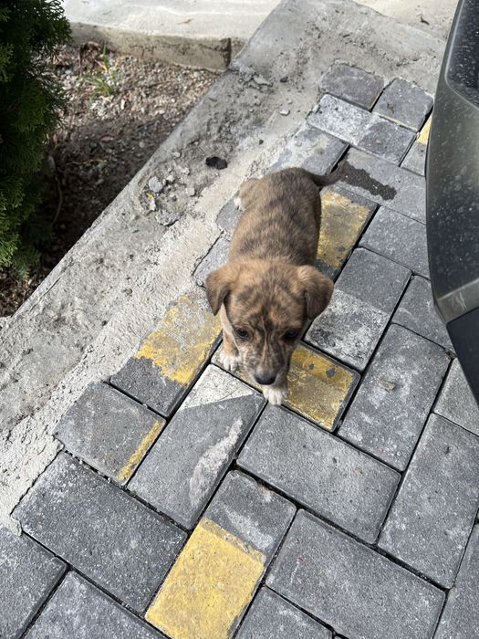 Щенок бесплатно девочка