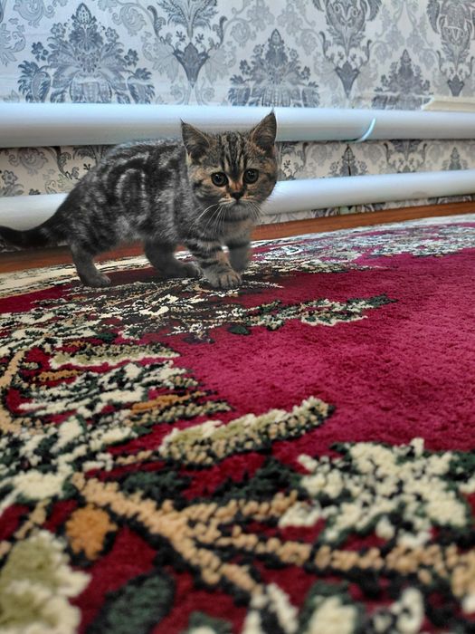 Scottish fold 1 yoshga tolmagan