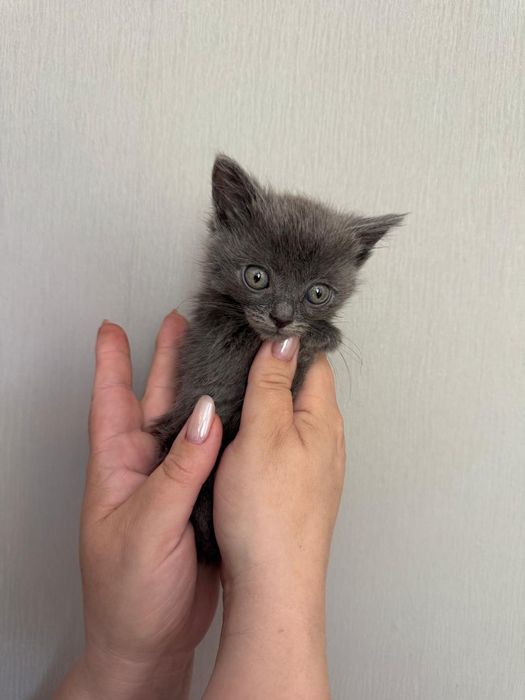 Отдам котят две девочки и один мальчик
