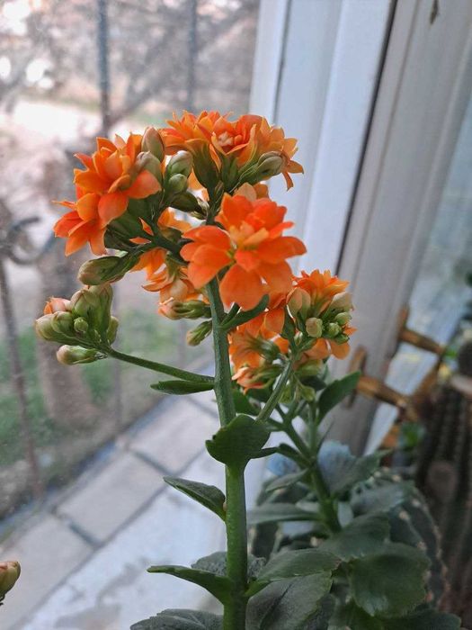 Домашний цветок Каланхоэ, и другие комнатные цветы