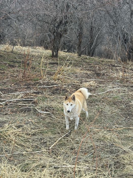 Продам ЛАЙКУ ЗСЛ щенок