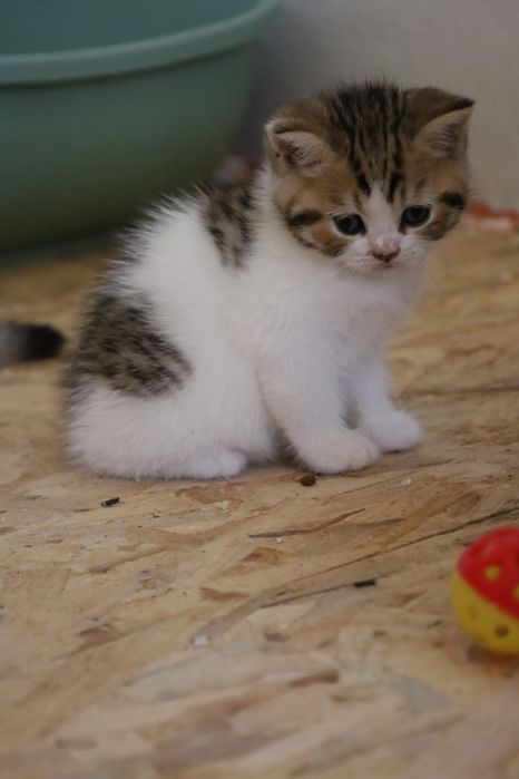 Brits korthaar katten