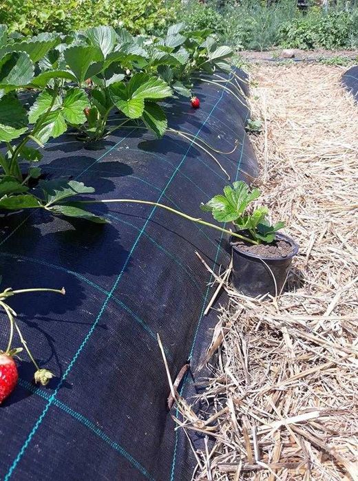 Agrotextil folie Antiburuieni 100gr/m Tratat UV diferite dimensiuni!