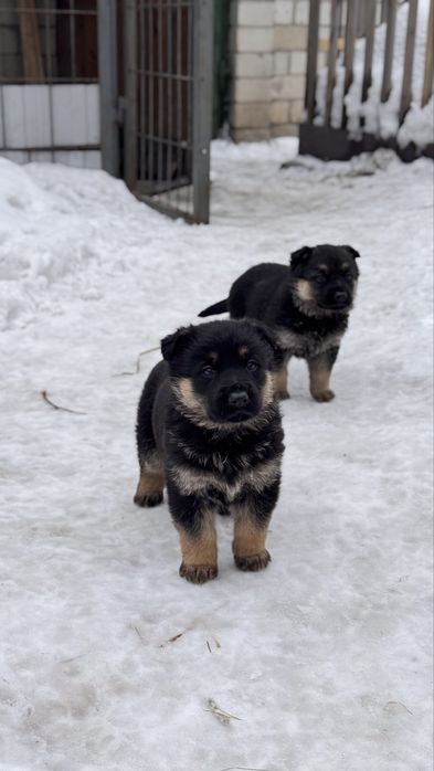 Щенки овчарки ВЕО