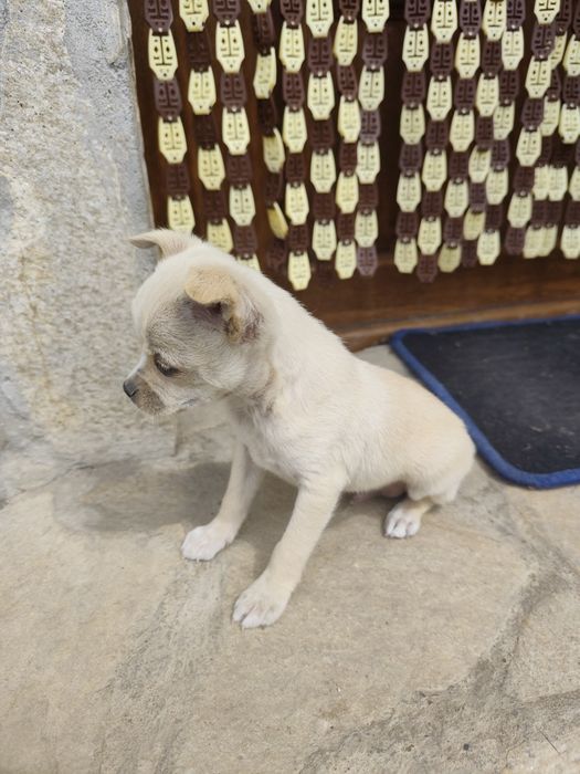 Продавам мъжки Пинчер