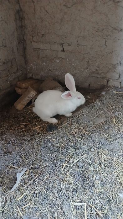 Фландр куён сотилади 8 ойлик