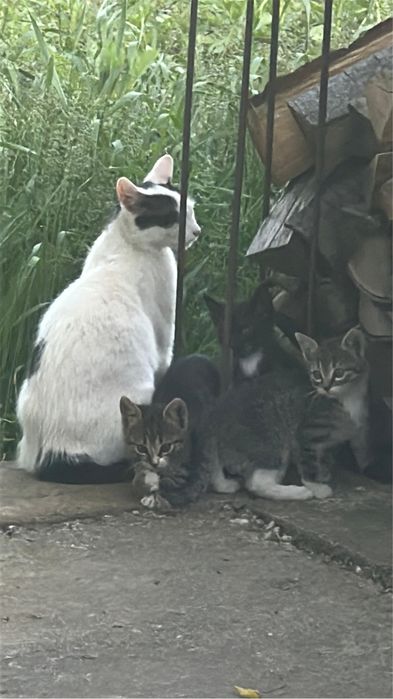 Pui de pisica spre adoptie