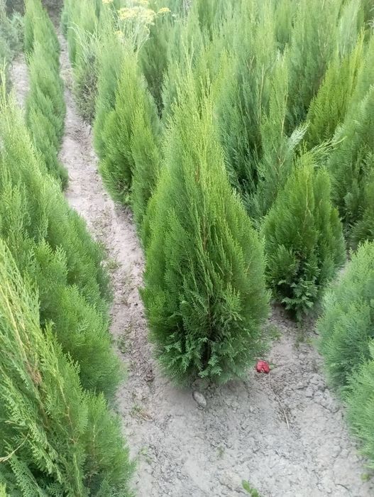 Туяа кампак арчаси