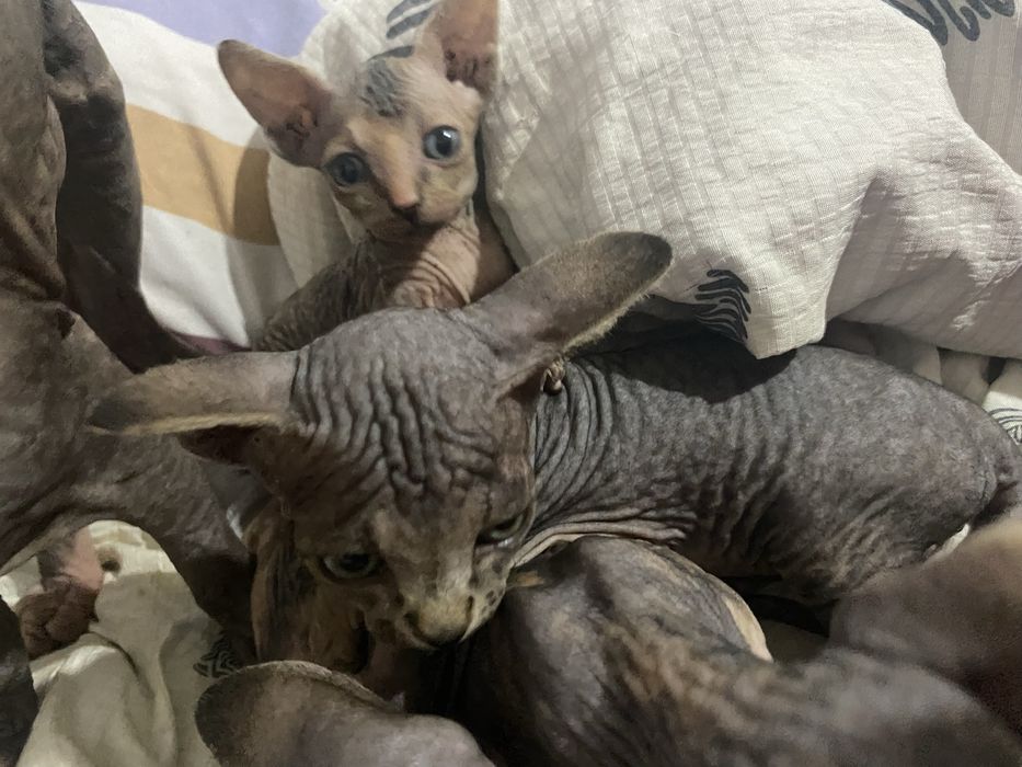 Продаются котята сфинксы