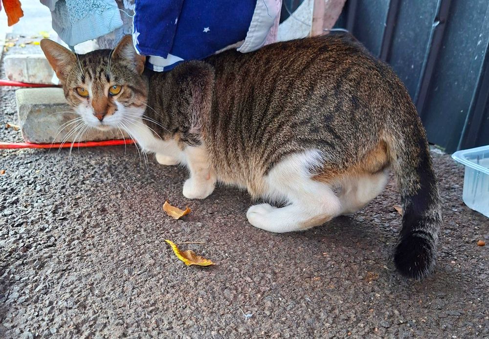 Adoptie motan Money