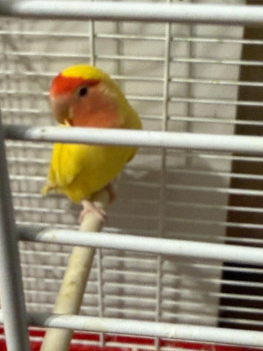 Животное попугай Лили продается срочно