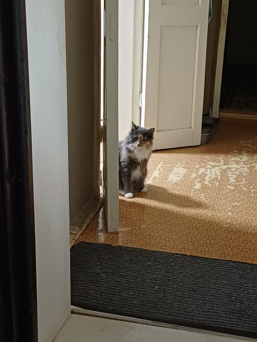 Отдам хвостики в хорошие руки