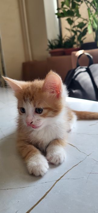Домашний котёнок девочка (қыз бала мысык)