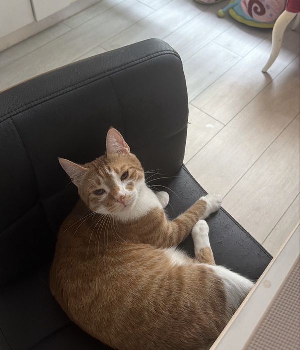 Dau spre adoptie pisicuta papaya