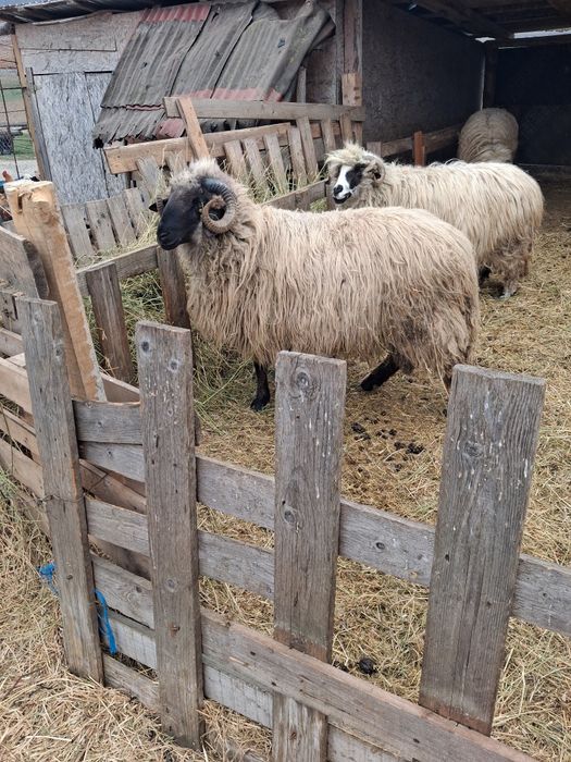 Vand mior tana de un an