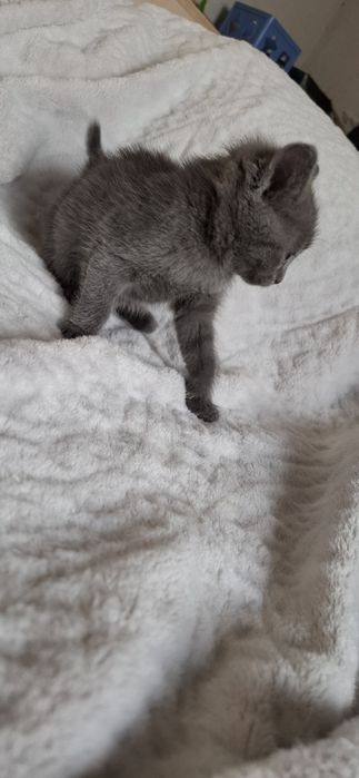 Шотландские котята мальчики