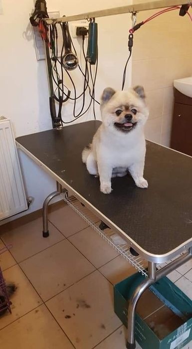 Tuns caini - coafor canin