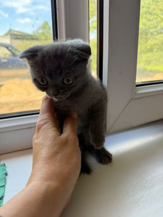 Шотланская вислаухая