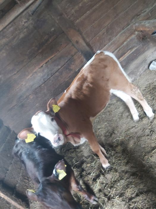 Vitea baltata bună de tinut