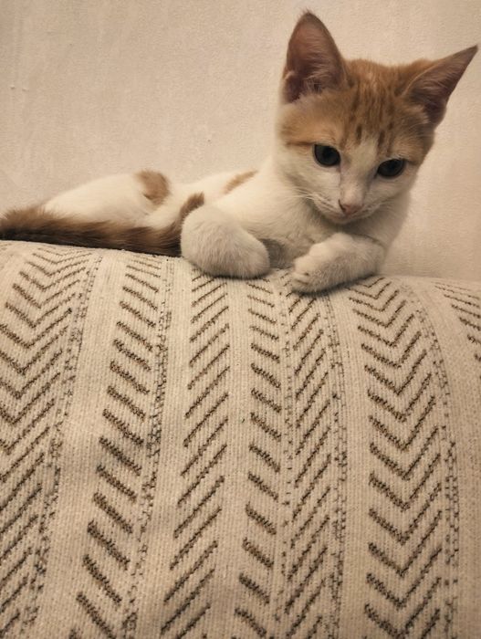 Отдам котёнка в добрые руки