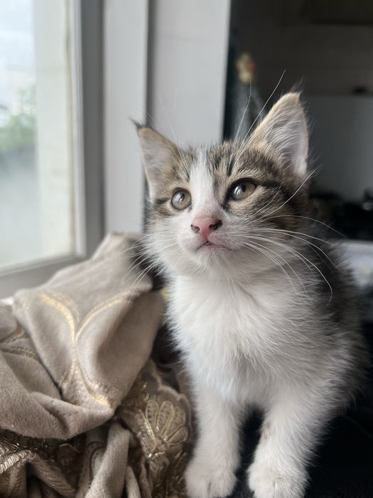 Котята бесплатно