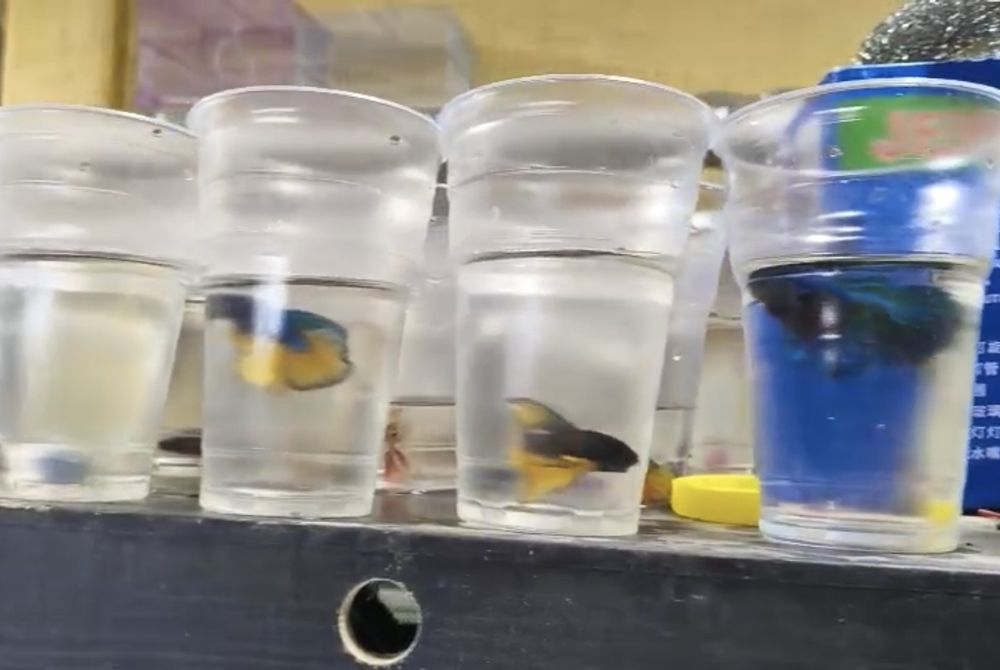 Рыбки петушки красивые