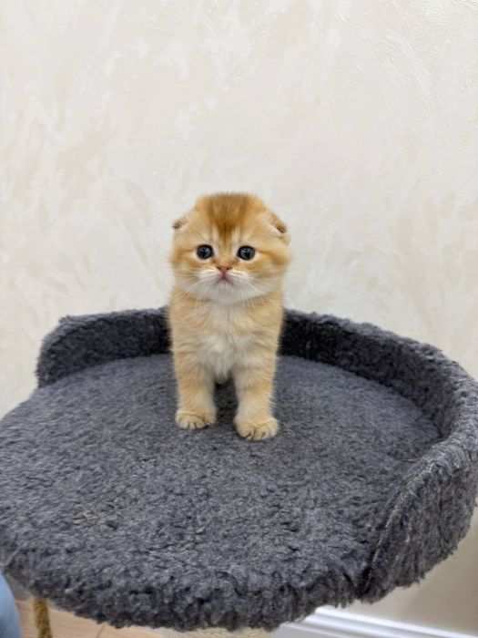 Золотистая шиншилла