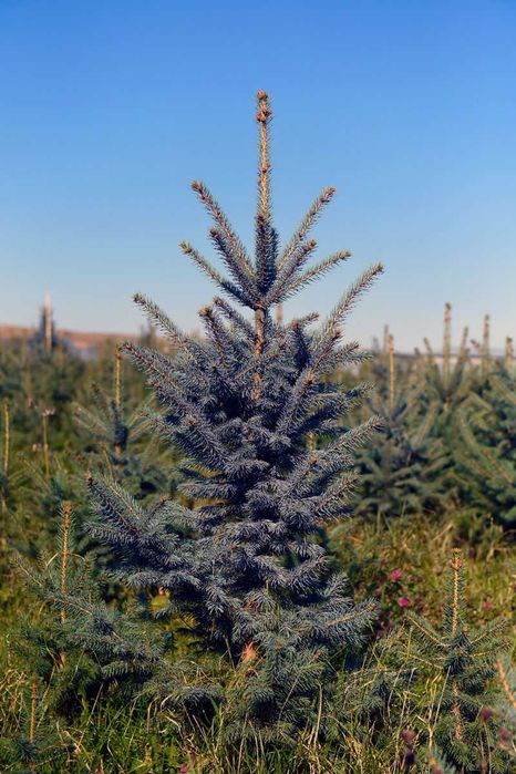 Ель голубая или Ель колючая