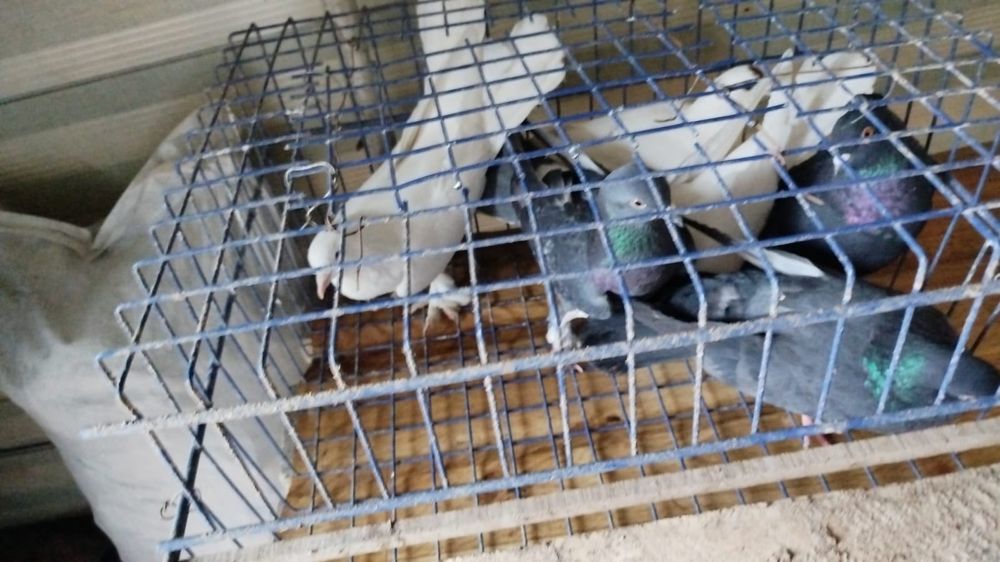 Широкохвостые голуби кептер