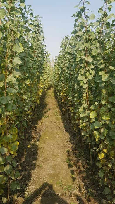 Терак кучатлари сотилади