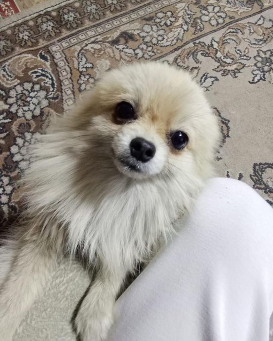 Продам щенка шпиц