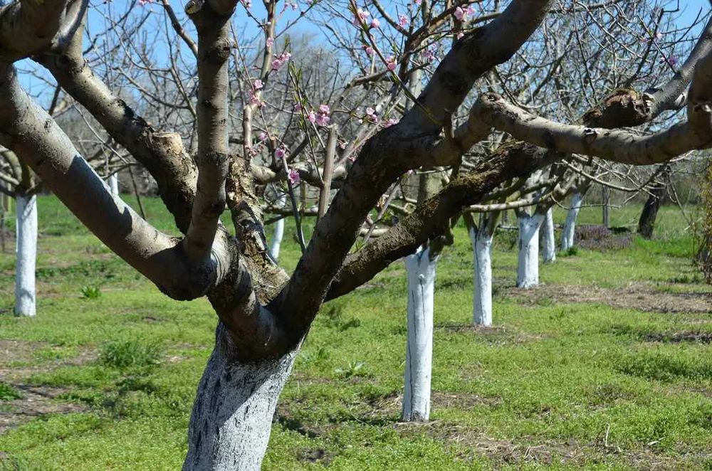 Продава се Къща в с. Ерден, Област Монтана - 75 кв.м за 762 €/кв.м - Снимка #10