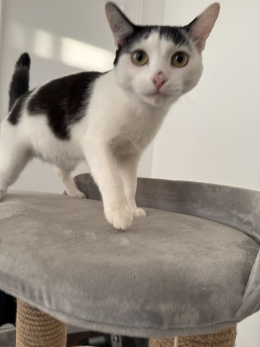 Отдам молодого котика
