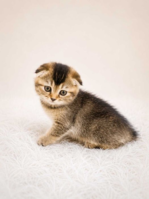 Шотландские вислоухие котята (Scottish Fold)