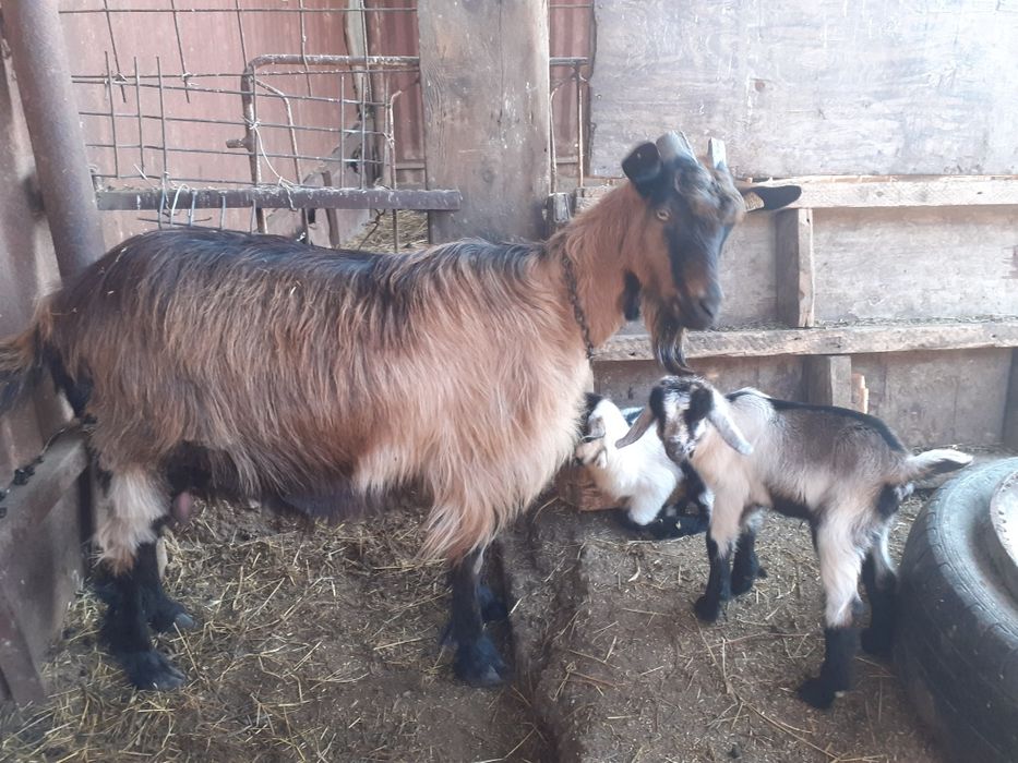 Capre alpin francez metis