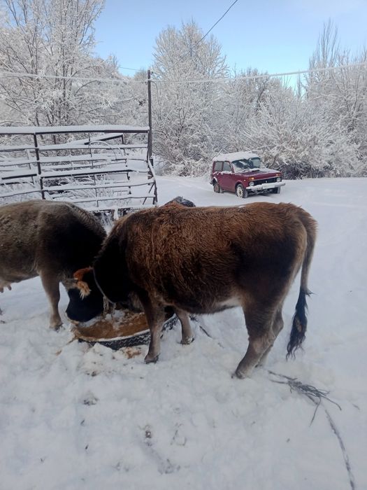 Семіз  кұнажын сатамын