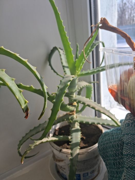 Продам алое растение