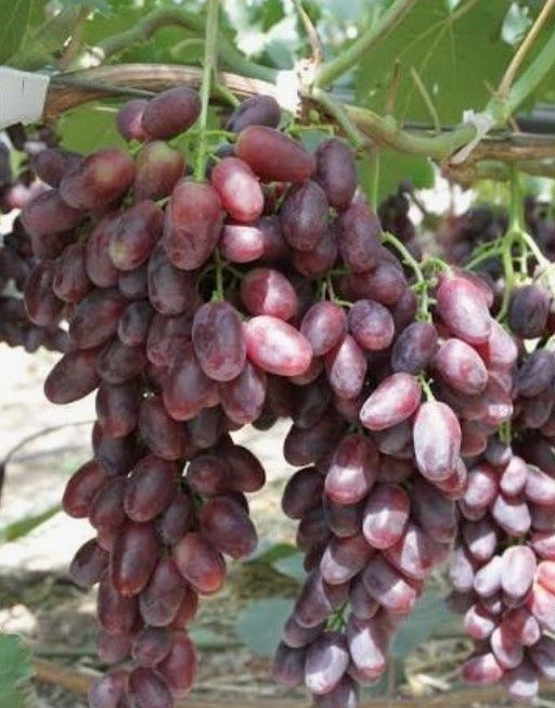Продам саженцы винограда