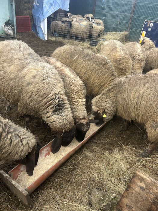 Vand oi gestante si fatate