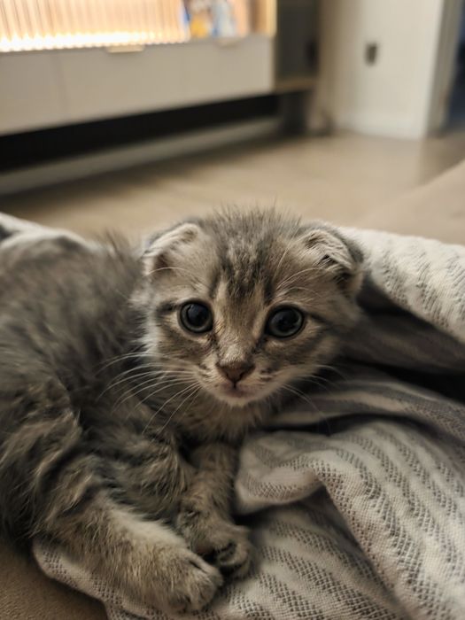 Вислоухий котенок